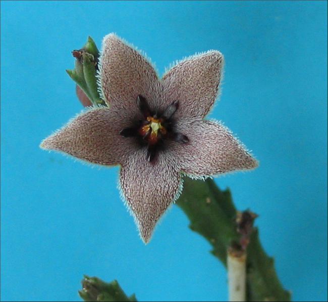 Name:  Stapelia erectiflora.jpg
Views: 1070
Size:  46.1 KB
