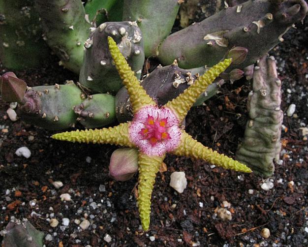 Name:  Stapelia flavopurpurea.jpg
Views: 1021
Size:  70.8 KB