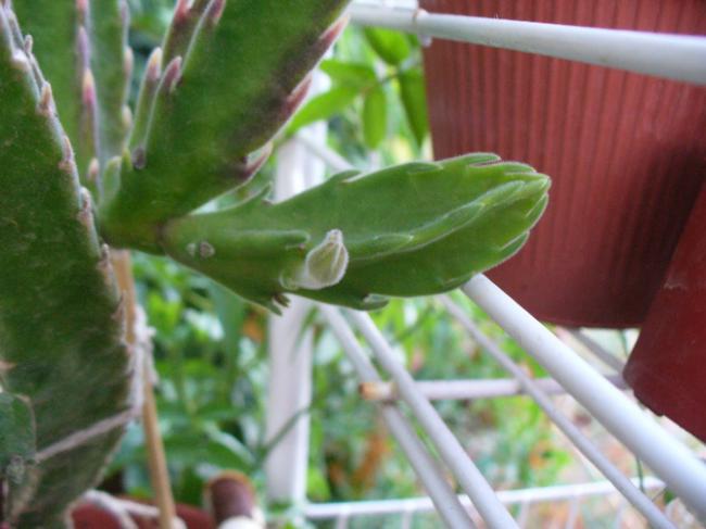Name:  Stapelia getlifei.jpg
Views: 904
Size:  37.7 KB