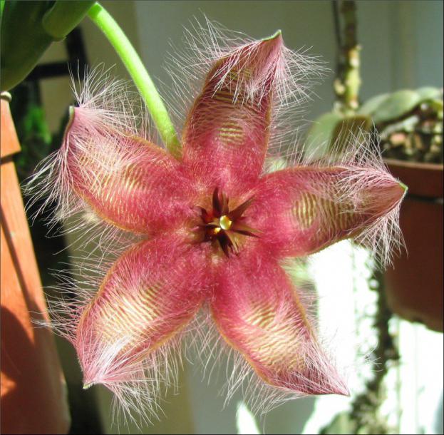 Name:  Stapelia gettlifei Fre.jpg
Views: 1125
Size:  70.5 KB