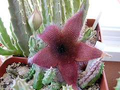 Name:  Stapelia gigant.jpg
Views: 1254
Size:  45.5 KB