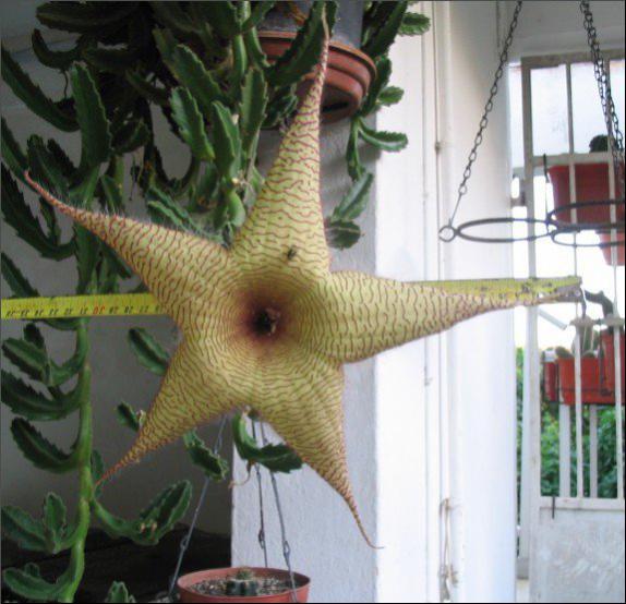 Name:  Stapelia gigantea 33 cm.jpg
Views: 1372
Size:  50.4 KB