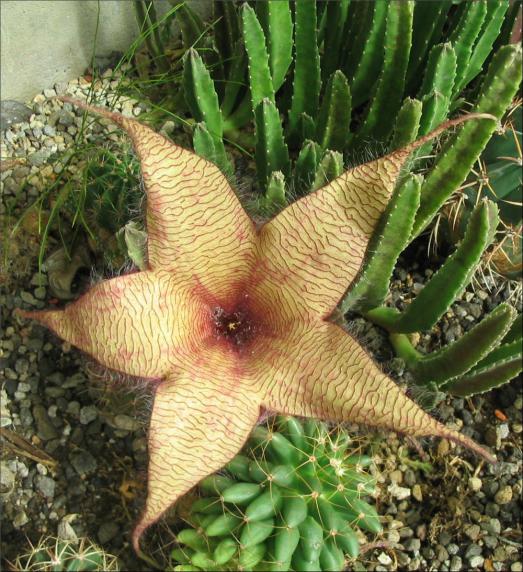 Name:  Stapelia gigantea A jardinet.jpg
Views: 1307
Size:  75.8 KB