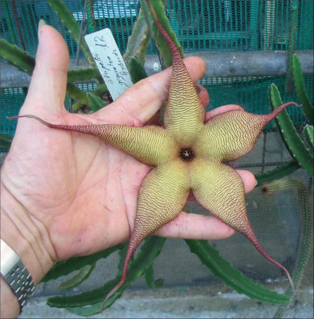 Name:  Stapelia gigantea hybride 12.jpg
Views: 1381
Size:  69.9 KB