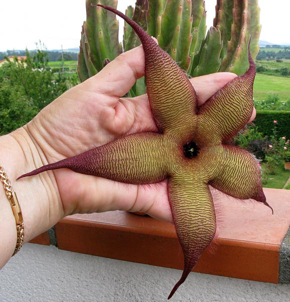 Name:  Stapelia gigantea.jpg
Views: 1365
Size:  71.5 KB