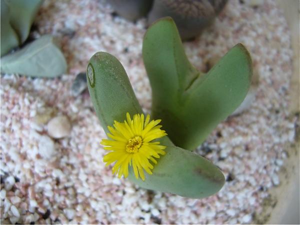 Name:  lithops1.jpg
Views: 14326
Size:  35.0 KB