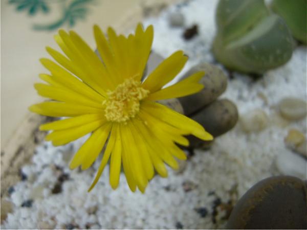 Name:  lithops2.jpg
Views: 14004
Size:  26.7 KB