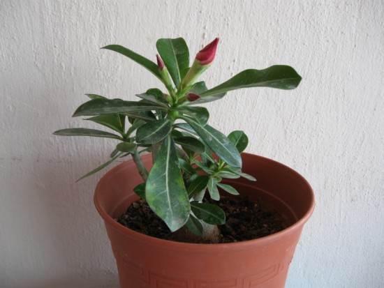 Name:  adenium11.jpg
Views: 1143
Size:  51.6 KB