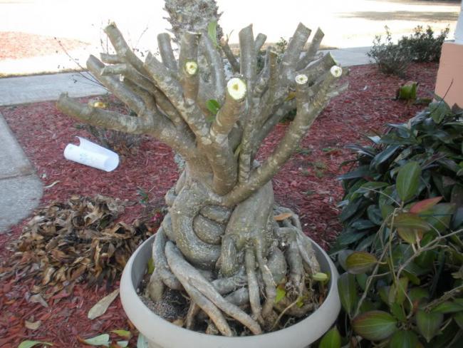 Name:  adenium.jpg
Views: 1271
Size:  60.1 KB