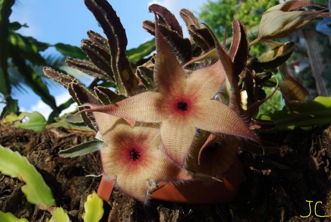Name:  Stapelia Gigantea0.jpg
Views: 1098
Size:  52.8 KB