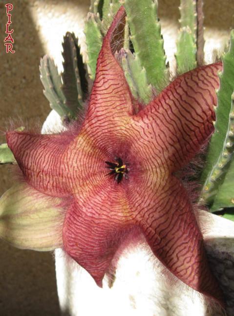 Name:  Stapelia gigantea-Hybride o Stapelia hirsuta.jpg
Views: 1106
Size:  51.4 KB