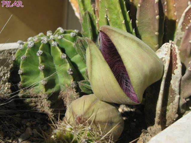 Name:  Stapelia gigantea-Hybride o Stapelia hirsuta0.jpg
Views: 918
Size:  47.1 KB