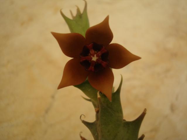 Name:  Stapelia Gilbertti.jpg
Views: 868
Size:  17.0 KB