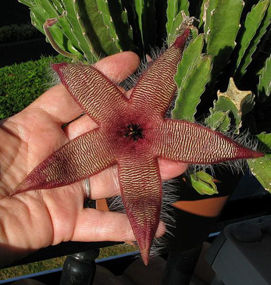 Name:  Stapelia grandiflora (2).jpg
Views: 960
Size:  69.4 KB