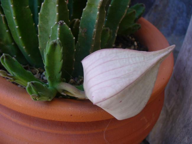 Name:  Stapelia grandiflora (creo.jpg
Views: 941
Size:  30.8 KB
