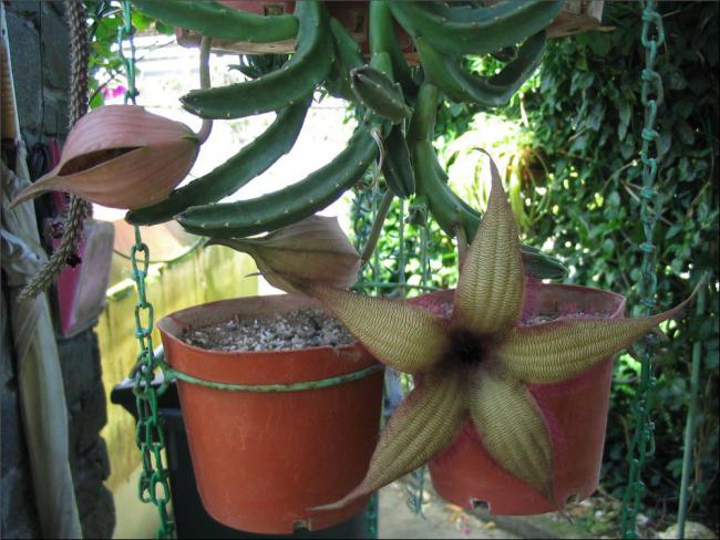 Name:  Stapelia grandiflora form a.jpg
Views: 888
Size:  58.0 KB