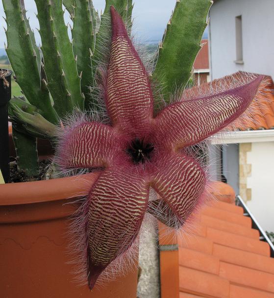 Name:  Stapelia grandiflora.jpg
Views: 975
Size:  69.1 KB