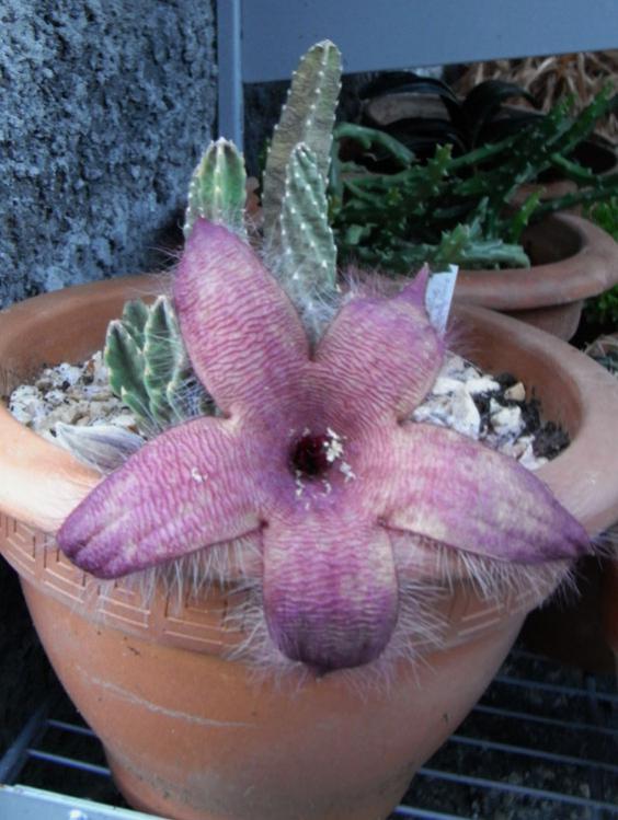 Name:  Stapelia grandiflora0.jpg
Views: 950
Size:  60.3 KB