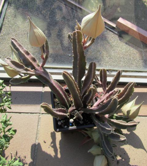 Name:  Stapelia Hirsuta 0.jpg
Views: 870
Size:  48.1 KB