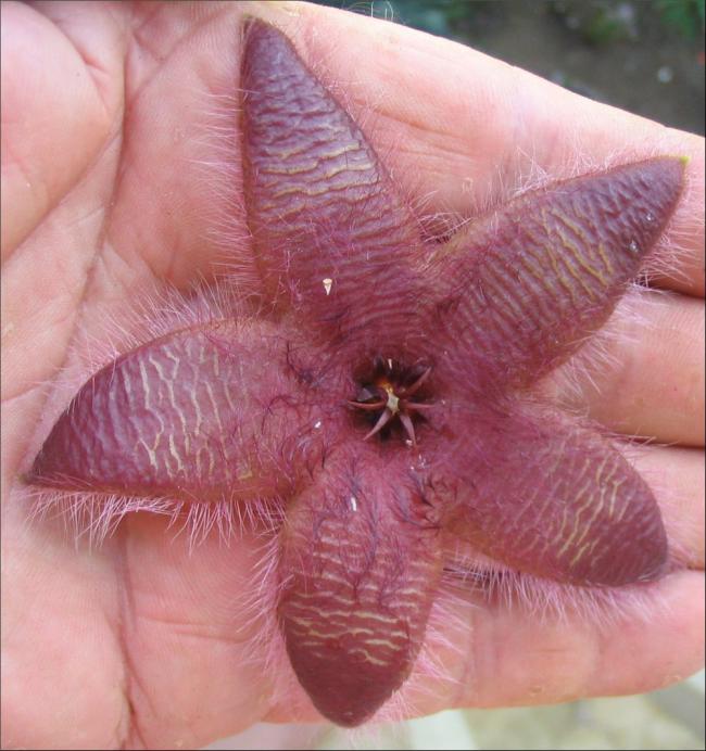 Name:  Stapelia hirsuta 1 jardin Rascal.jpg
Views: 851
Size:  62.5 KB