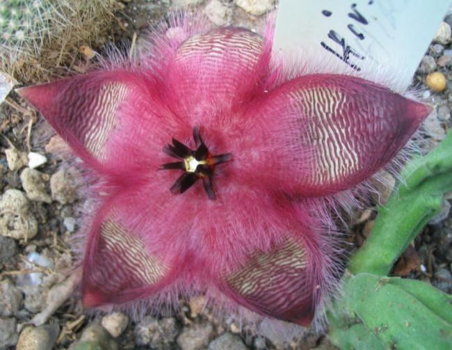 Name:  Stapelia hirsuta 1 jardin.jpg
Views: 906
Size:  56.7 KB