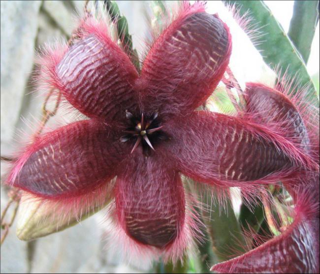 Name:  Stapelia hirsuta 1.jpg
Views: 923
Size:  64.9 KB