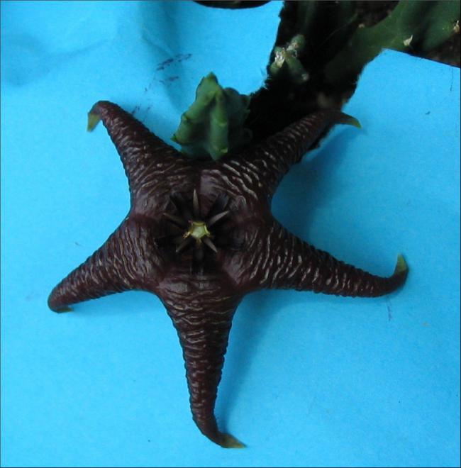 Name:  Stapelia hirsuta v baylissii mm.jpg
Views: 976
Size:  44.6 KB