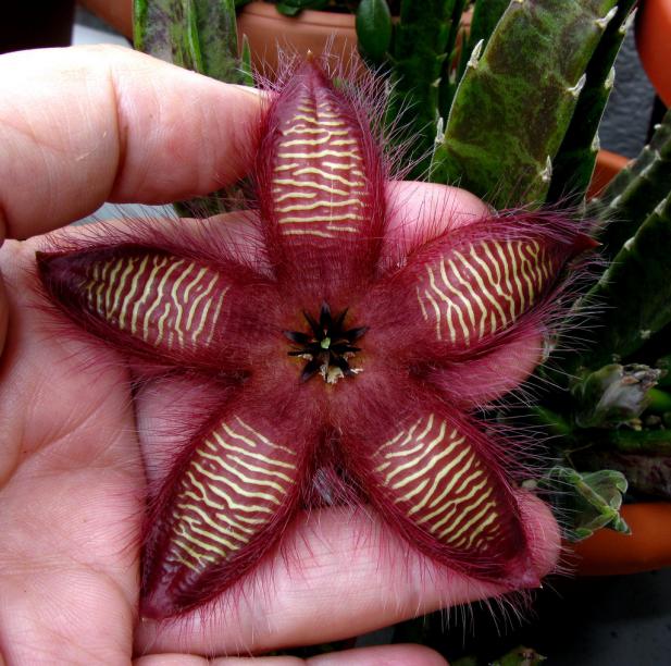 Name:  Stapelia hirsuta var tsomoensis Variegeta.jpg
Views: 1558
Size:  70.8 KB