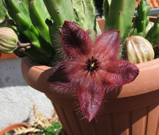 Name:  Stapelia hirsuta var tsomoensis.jpg
Views: 1035
Size:  62.0 KB