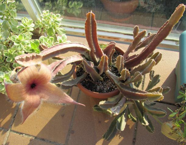 Name:  Stapelia Hirsuta.....jpg
Views: 878
Size:  53.8 KB