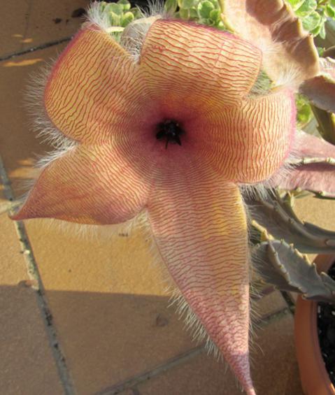 Name:  Stapelia Hirsuta...jpg
Views: 854
Size:  43.7 KB