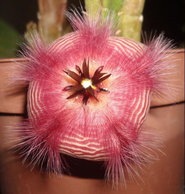 Name:  Stapelia hirsuta.jpg
Views: 983
Size:  67.8 KB