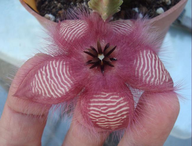 Name:  Stapelia hirsuta1.jpg
Views: 921
Size:  44.3 KB