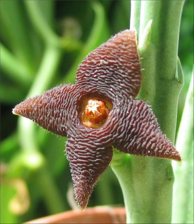 Name:  Stapelia kwebensis 4 petales.jpg
Views: 929
Size:  69.9 KB