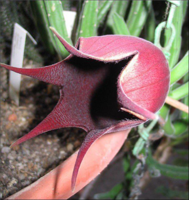 Name:  Stapelia leendertziae.jpg
Views: 1427
Size:  59.3 KB