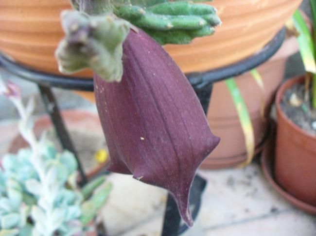 Name:  Stapelia lendertziae.jpg
Views: 813
Size:  33.1 KB