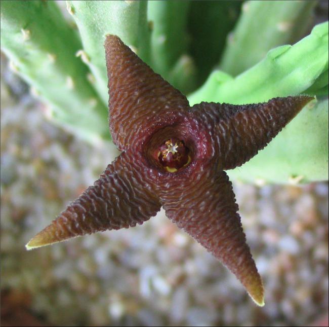 Name:  Stapelia longipedicellata 4 petales.jpg
Views: 849
Size:  50.2 KB