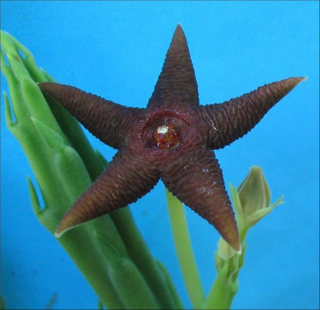 Name:  Stapelia longipedicellata.jpg
Views: 882
Size:  42.1 KB