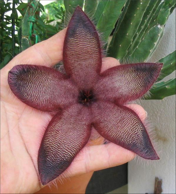 Name:  Stapelia macowanii 22.jpg
Views: 1013
Size:  71.2 KB