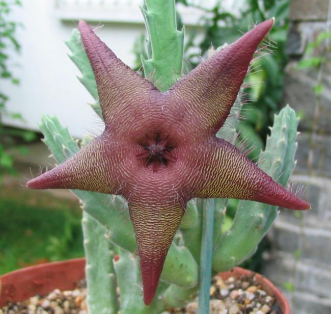 Name:  Stapelia macowanii L.jpg
Views: 966
Size:  56.4 KB
