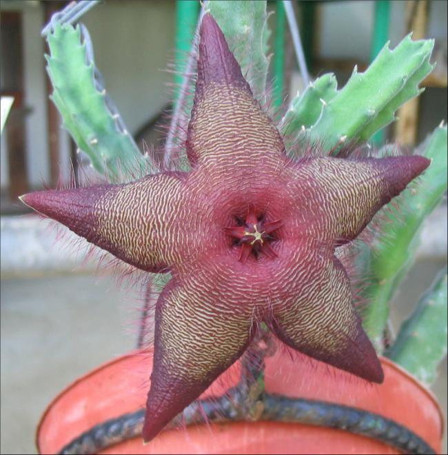 Name:  Stapelia macowanii pot jardin L.jpg
Views: 1082
Size:  67.5 KB