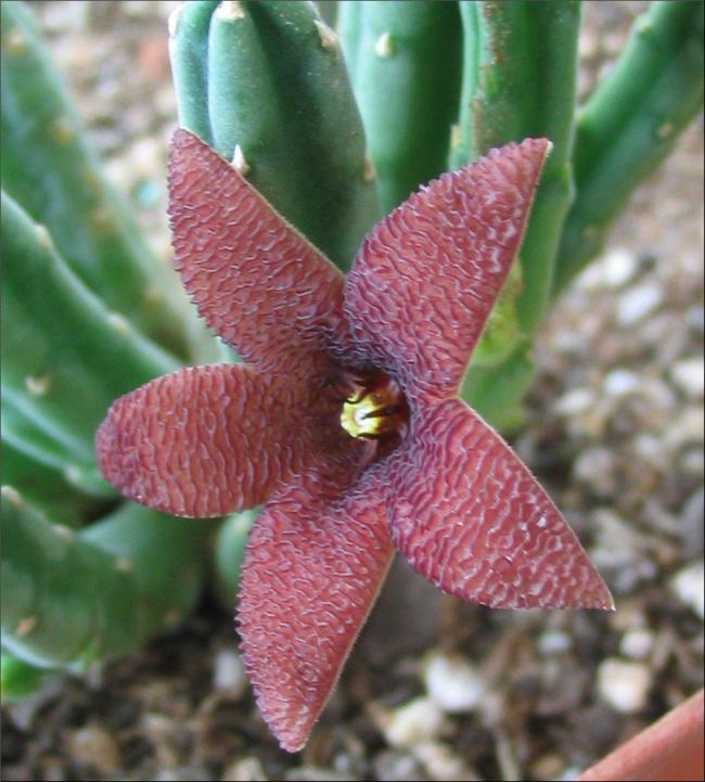 Name:  Stapelia olivacea.jpg
Views: 1204
Size:  63.8 KB
