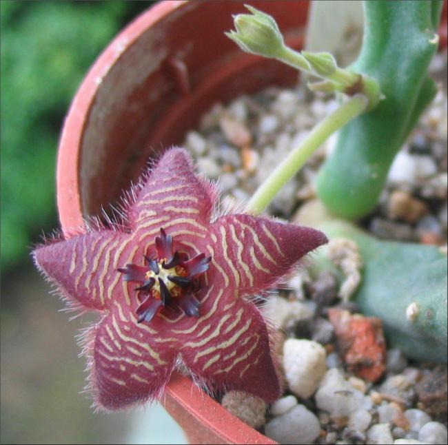 Name:  Stapelia paniculata subsp kougabergensis.jpg
Views: 1373
Size:  55.6 KB