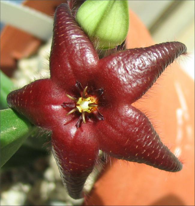 Name:  Stapelia praetermissa 1.jpg
Views: 1223
Size:  59.2 KB