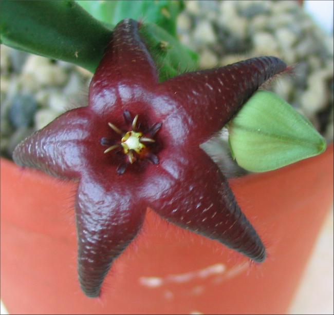 Name:  Stapelia praetermissa.jpg
Views: 868
Size:  42.5 KB