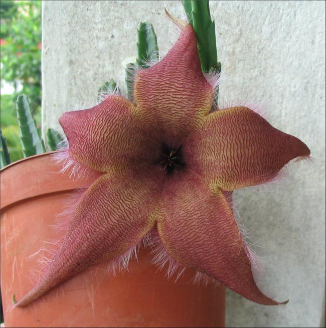 Name:  Stapelia schinzii semis.jpg
Views: 891
Size:  66.4 KB