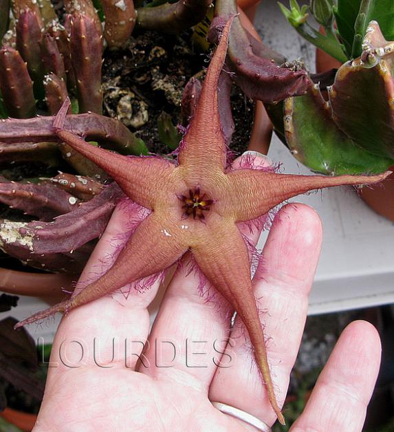 Name:  Stapelia schinzii.jpg
Views: 1148
Size:  67.3 KB