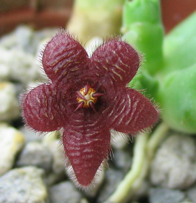 Name:  Stapelia scitula 1.jpg
Views: 908
Size:  53.3 KB