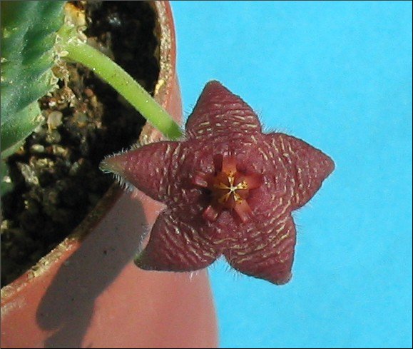 Name:  Stapelia scitula.jpg
Views: 859
Size:  59.6 KB
