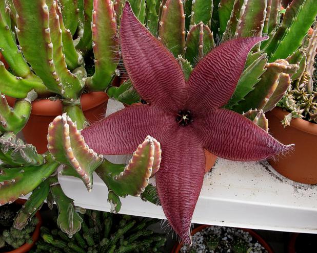 Name:  Stapelia sp (2).jpg
Views: 869
Size:  70.4 KB